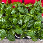 Kávovník arabský (Coffea Arabica) - výška 15-25 cm, kont. C1L - V HRNČEKU